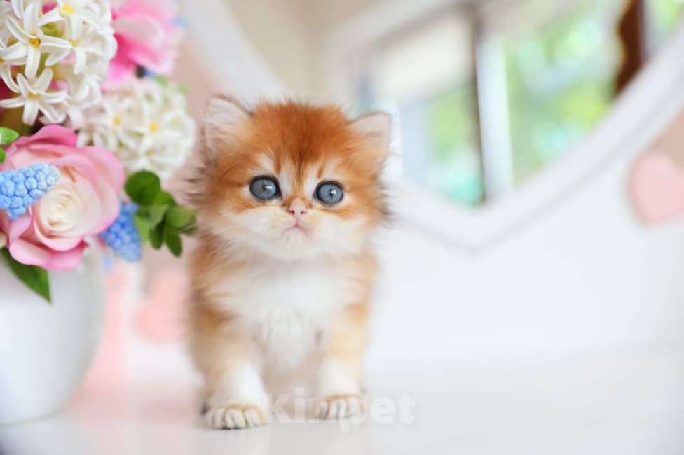 Кошки в Новосибирске: Picanto ny12  Мальчик, 100 000 руб. - фото 5