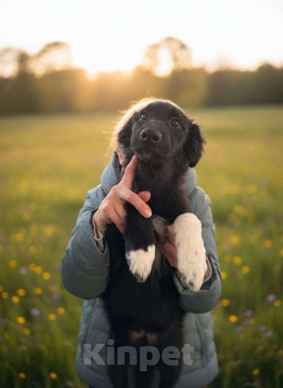 Собаки в Москве: Отдам щенка в добрые руки Девочка, Бесплатно - фото 5