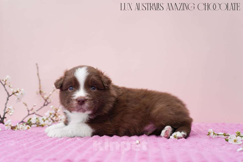 Собаки в Краснодаре: Щенки австралийской овчарки Мальчик, 100 000 руб. - фото 4