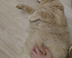 Кошки в Москве: НАЙДЕНА КОШКА, Москва, Ярославский район Девочка, Бесплатно - фото 3