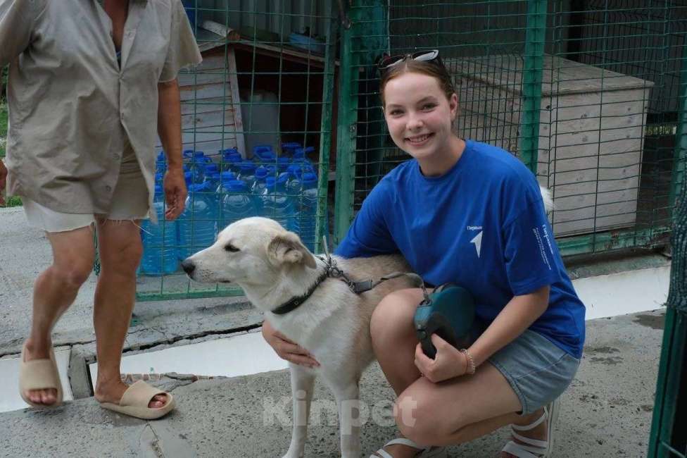 Собаки в других городах Краснодарского края: Беляш из приюта Поводог Сочи с возможностью отправки к Вам Мальчик, Бесплатно - фото 4