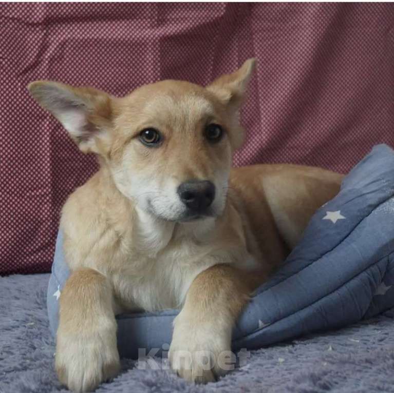 Собаки в Москве: Рыжий щенок, бородатый, белый, в добрые руки щенки Мальчик, 1 руб. - фото 9