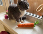 Кошки в Москве: Котёнок Тима (Тимофей) Мальчик, Бесплатно - фото 2