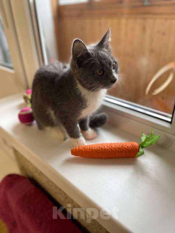 Кошки в Москве: Котёнок Тима (Тимофей) Мальчик, Бесплатно - фото 2