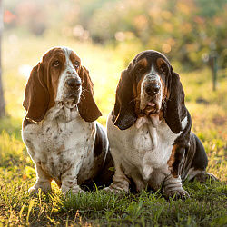 Бассет-хаунд