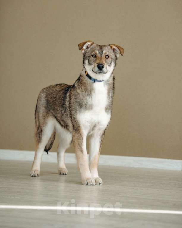 Собаки в Москве: Щенок бесплатно в Москве Девочка, Бесплатно - фото 8