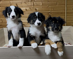 Собаки в Москве: Мини аусси красивые триколорные мальчики Мальчик, 50 000 руб. - фото 2