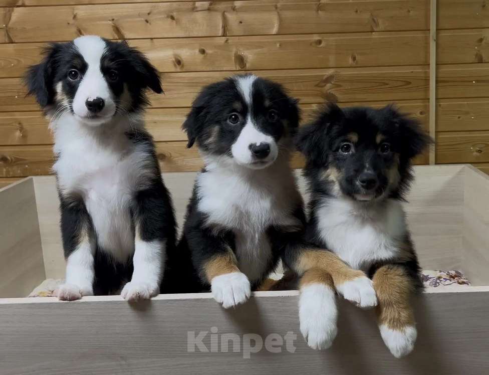 Собаки в Москве: Мини аусси красивые триколорные мальчики Мальчик, 50 000 руб. - фото 2