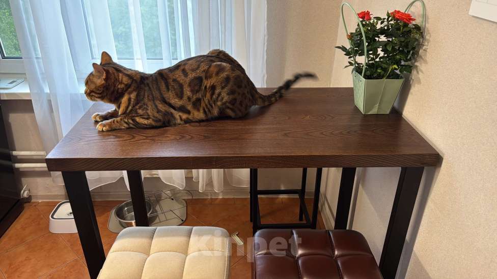 Кошки в других городах Московской области: ДОМА!!!!!! Мальчик, 20 000 руб. - фото 5