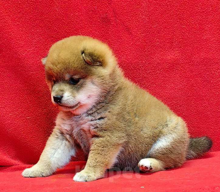 Собаки в Москве: Сиба ину. Девочка. Девочка, 70 000 руб. - фото 6