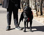 Собаки в Москве: Красавец Ричард ищет дом! Мальчик, Бесплатно - фото 3