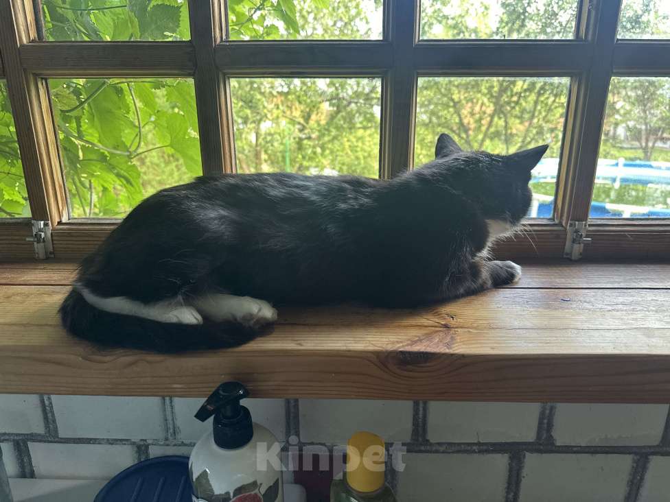 Кошки в других городах Московской области: Багира Девочка, Бесплатно - фото 2