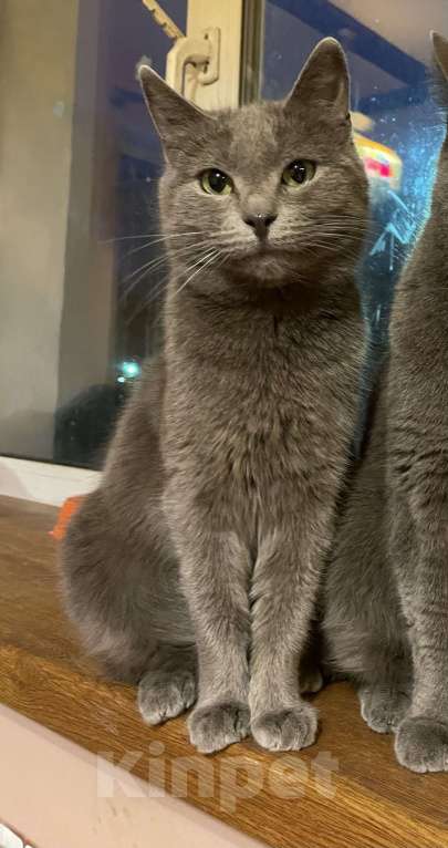 Кошки в Лобне: Потерялась серая кошка в Лобне (микрорайон Красная поляна) Девочка, Бесплатно - фото 2
