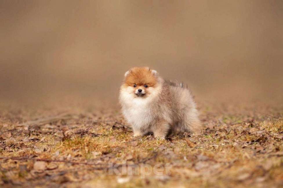 Собаки в других городах Московской области: Щенок померанского шпица Мальчик, 35 000 руб. - фото 2