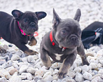Собаки в Москве: девочки французский бульдог 3 мес Девочка, 70 000 руб. - фото 3