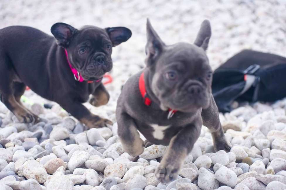 Собаки в Москве: девочки французский бульдог 3 мес Девочка, 70 000 руб. - фото 3