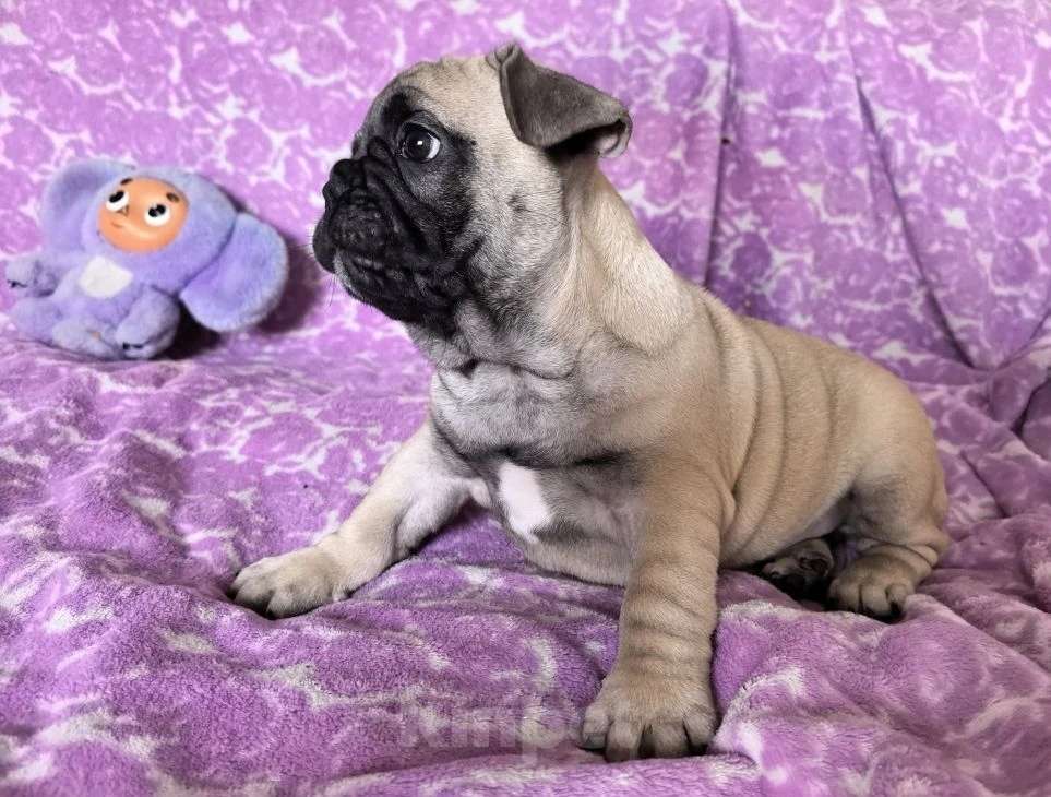 Собаки в Санкт-Петербурге: Французский бульдог щенки Мальчик, Бесплатно - фото 3