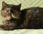 Кошки в Болхове: Котики-экзотики, 18 000 руб. - фото 2