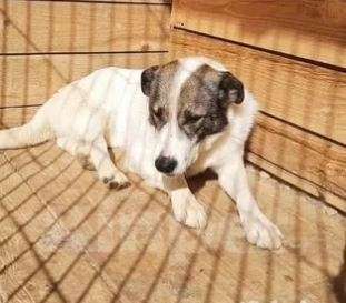 Собаки в Москве: Струня Девочка, Бесплатно - фото 2