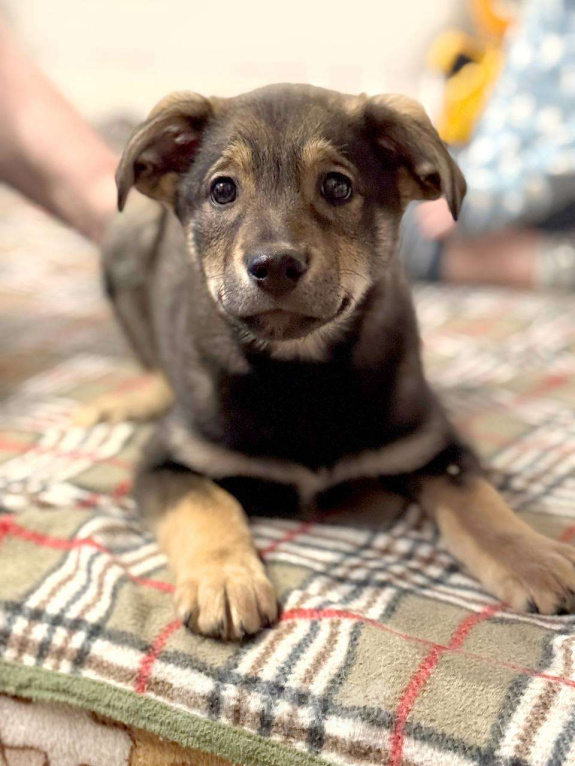 Собаки в Москве: Мартин Мальчик, Бесплатно - фото 2