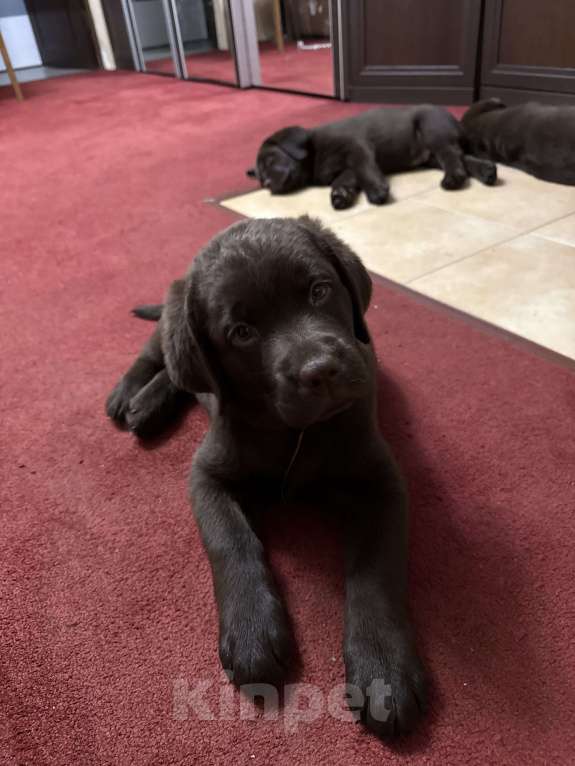 Собаки в Люберцах: ЭЛИТНЫЙ ЩЕНОК ЛАБРАДОРА- РЕТРИВЕРА, ШОКОЛАДНОГО ОКРАСА Девочка, 100 000 руб. - фото 8