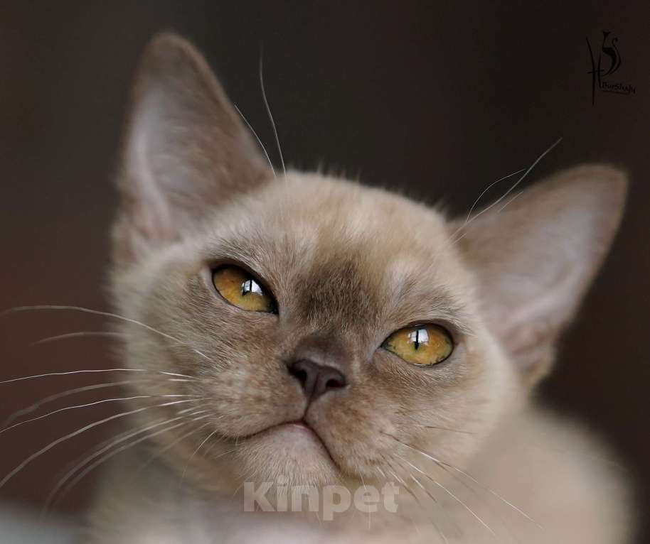 Кошки в Москве: Европейская бурма шоколадный мальчик Мальчик, Бесплатно - фото 2