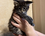 Кошки в Москве: Крупный котенок мейн-кун, мальчик Мальчик, 20 000 руб. - фото 4