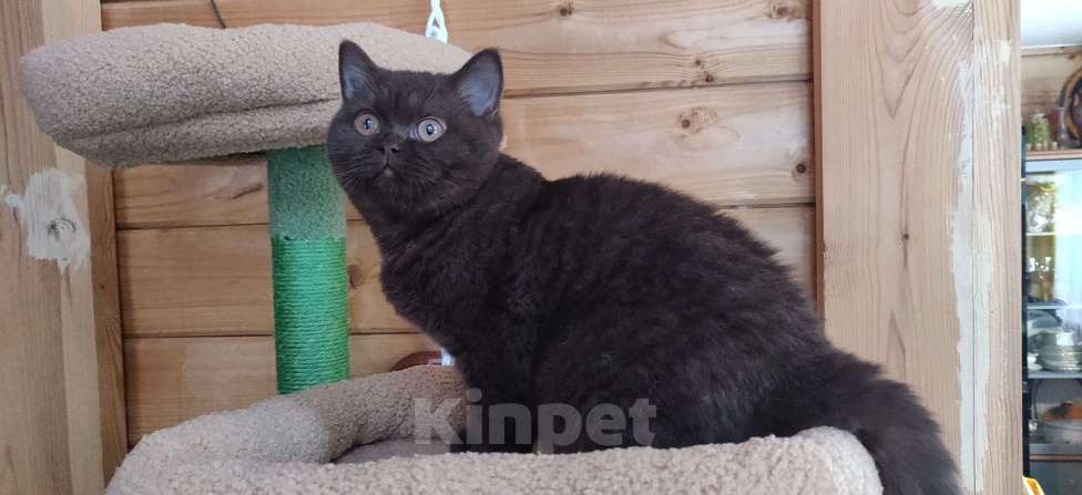 Кошки в Санкт-Петербурге: Фея Девочка, Бесплатно - фото 5