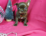 Собаки в Москве: Шоколадные щенки чихуа Девочка, 30 000 руб. - фото 5
