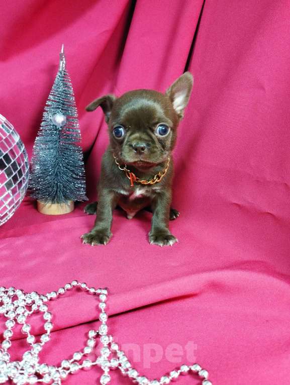 Собаки в Москве: Шоколадные щенки чихуа Девочка, 30 000 руб. - фото 5