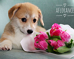 Собаки в Санкт-Петербурге: Щенок вельш-корги пемброк Девочка, 80 000 руб. - фото 2
