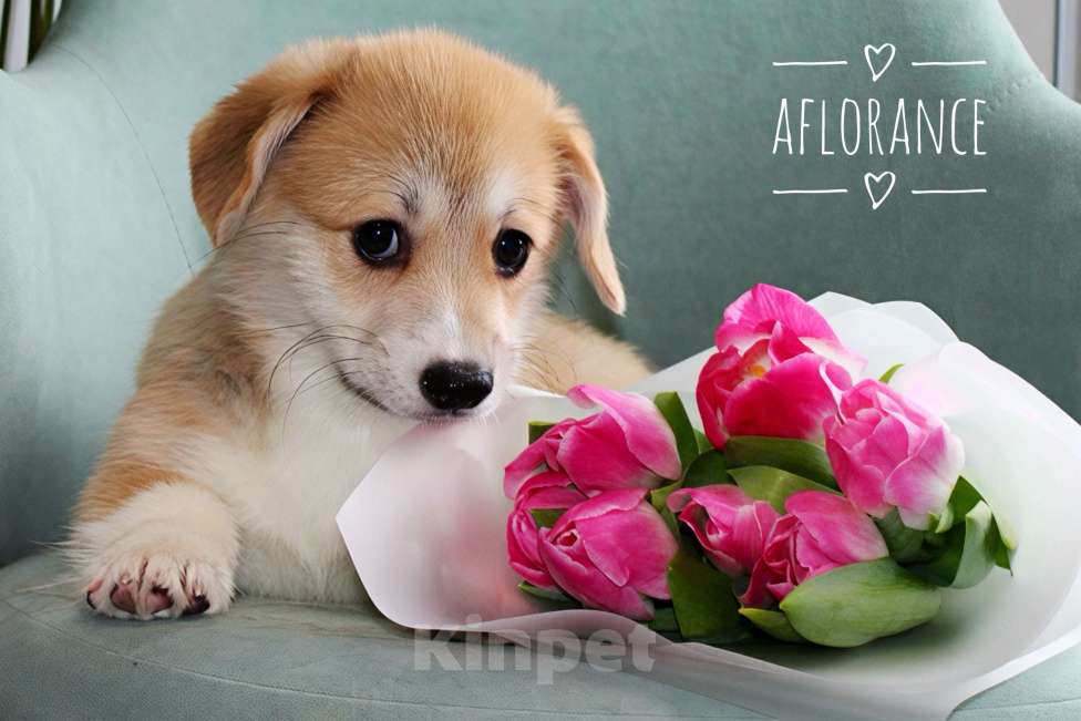 Собаки в Санкт-Петербурге: Щенок вельш-корги пемброк Девочка, 80 000 руб. - фото 2