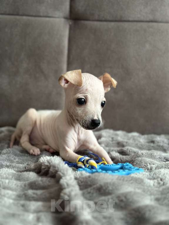 Собаки в Самаре: Тор Мальчик, 30 000 руб. - фото 4