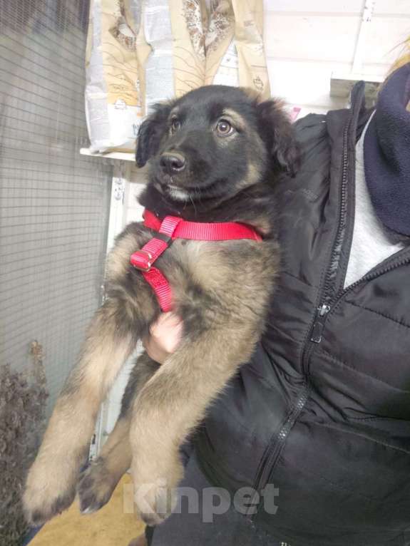 Собаки в Красногорске: Малышка Кора 2,5 месяца в невероятно красивыми глазами ждет хозяина  Девочка, Бесплатно - фото 2