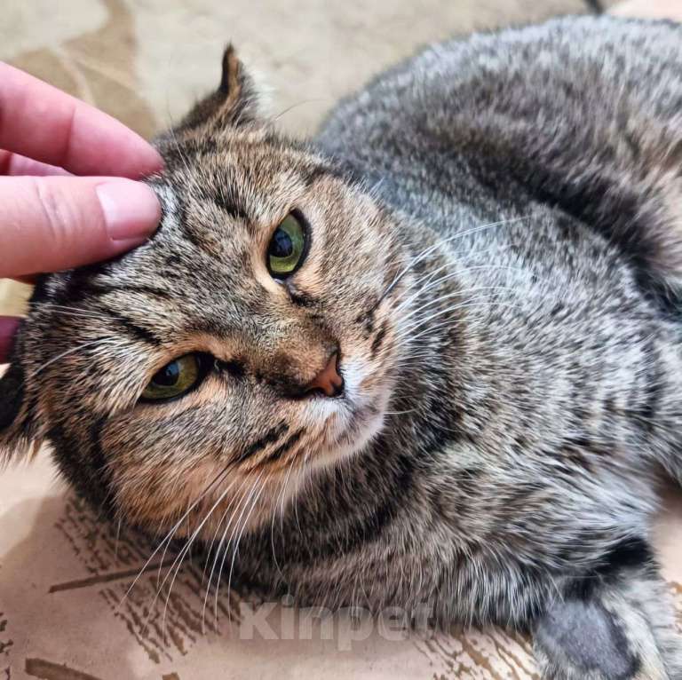 Кошки в Москве: Мадлен, самая плюшевая на свете кошечка Девочка, Бесплатно - фото 3