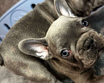 Собаки в Химках: Французский бульдог щенки Мальчик, 60 000 руб. - фото 2