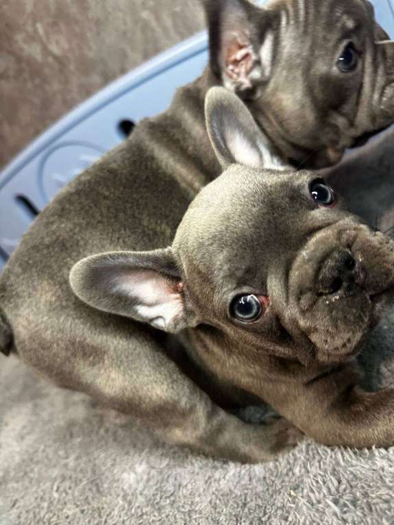 Собаки в Химках: Французский бульдог щенки Мальчик, 60 000 руб. - фото 2