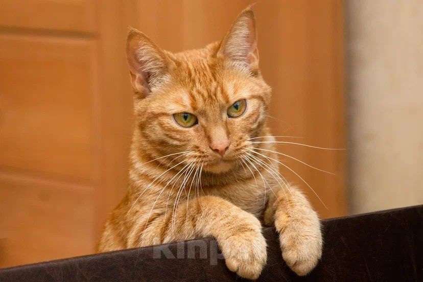 Кошки в Люберцах: яркая и солнечная девчонка - Ириска Девочка, Бесплатно - фото 3