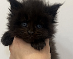 Кошки в Иркутске: Котенок мейн-кун Девочка, 25 000 руб. - фото 1