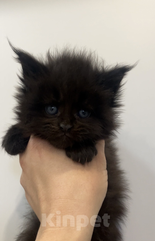 Кошки в Иркутске: Котенок мейн-кун Девочка, 25 000 руб. - фото 1