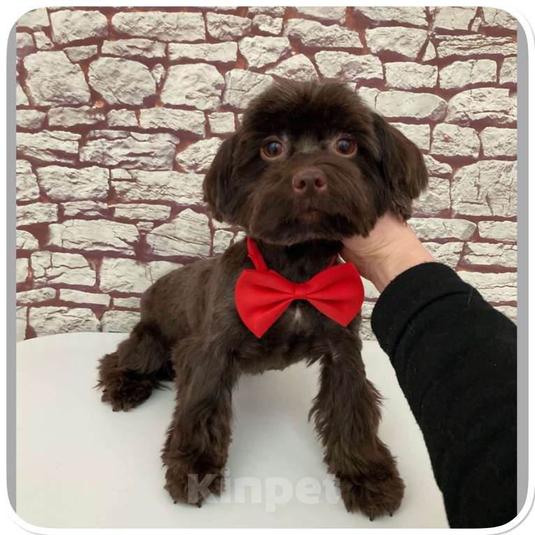 Собаки в Москве: Йорк горький шоколад девочка взрослая крупная Девочка, 49 000 руб. - фото 5