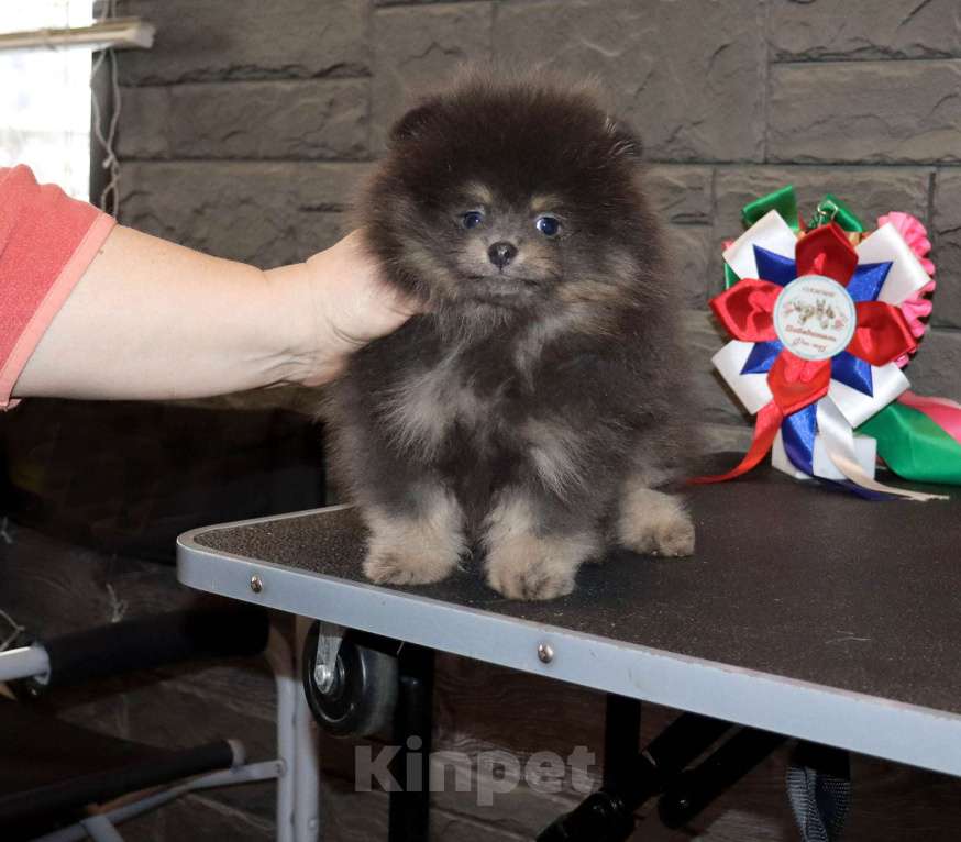 Собаки в Москве: Голубой щенок шпица Мальчик, 65 000 руб. - фото 5