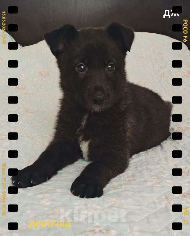 Собаки в других городах Краснодарского края: Продам щенков немецкой овчарки Мальчик, 16 000 руб. - фото 4