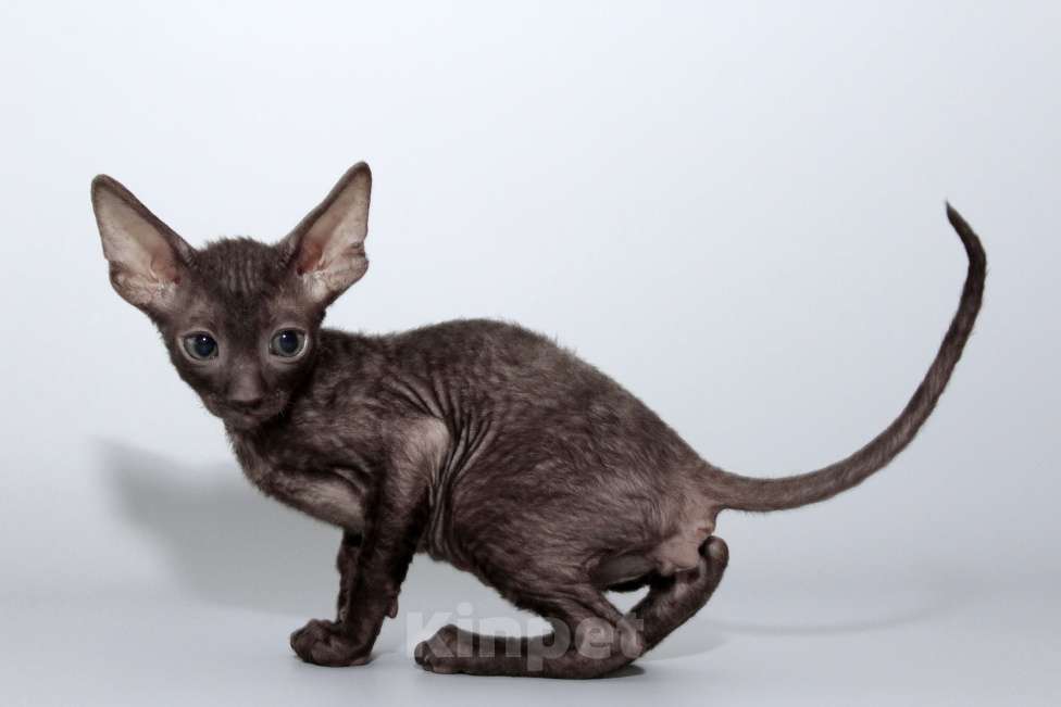 Кошки в Москве: шоколадный котик к резервированию Мальчик, 80 000 руб. - фото 5