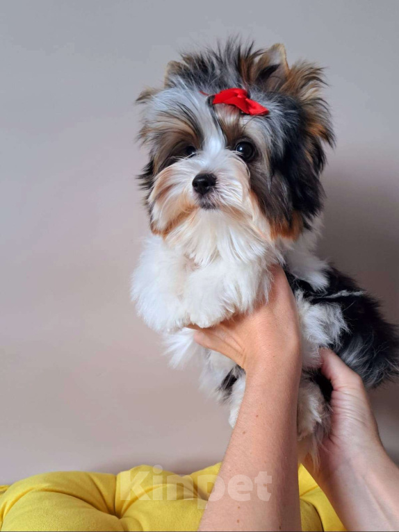 Собаки в Москве: Девочка Бивер Девочка, 265 000 руб. - фото 4