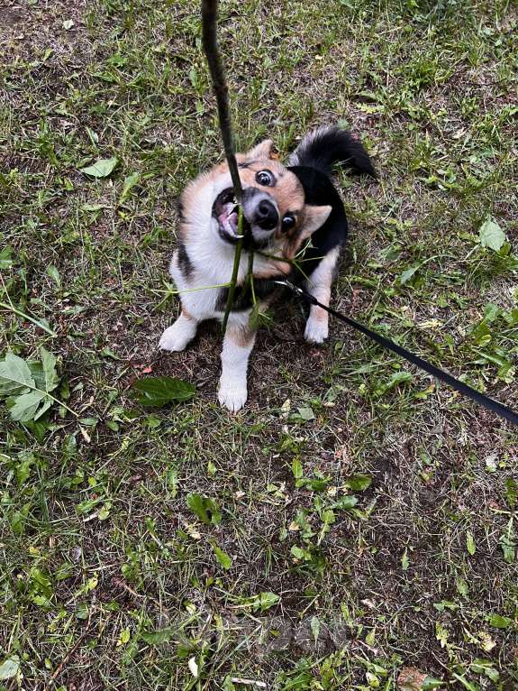 Собаки в Люберцах: В хорошие руки Девочка, 29 000 руб. - фото 2