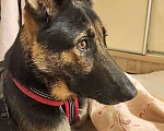 Собаки в Москве: Молодая собака Вита, немецкая овчарка ищет дом Девочка, 10 руб. - фото 2