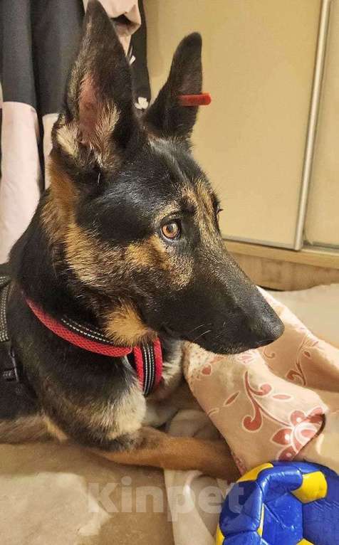Собаки в Москве: Молодая собака Вита, немецкая овчарка ищет дом Девочка, 10 руб. - фото 2