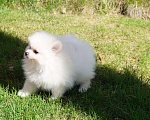 Собаки в Москве: Белый мини мальчик Мальчик, 30 000 руб. - фото 7