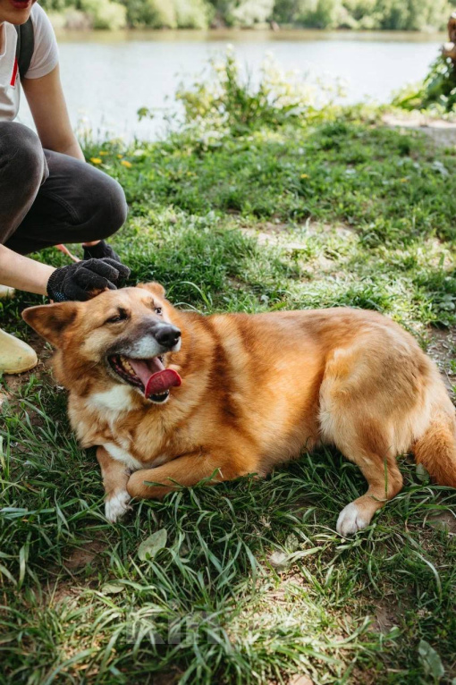 Собаки в Москве: Ходячий смайлик - Рыжуня - хочет на диванчик Мальчик, Бесплатно - фото 1